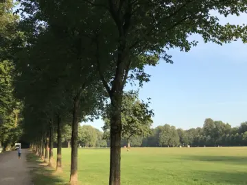 Ulmen an der großen Festwiese im Hamburger Stadtpark