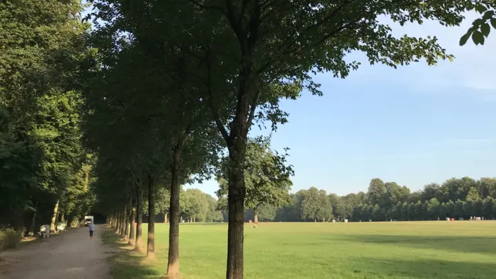 Ulmen an der großen Festwiese im Hamburger Stadtpark