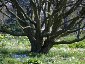Alter Baum mit mächtigem Stamm