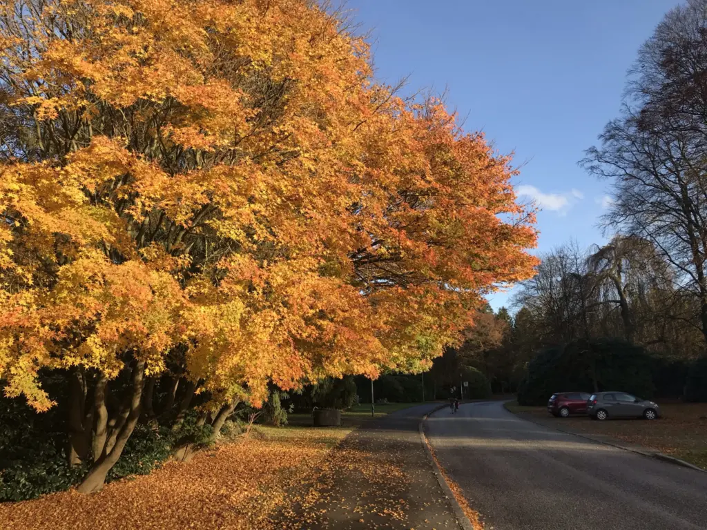 Herbstliche Parklandschaft im Cordesteil des Friedhofs Ohlsdorf
