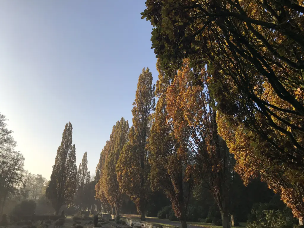Hohe Baumreihe im herbstlichen Friedhof Ohlsdorf