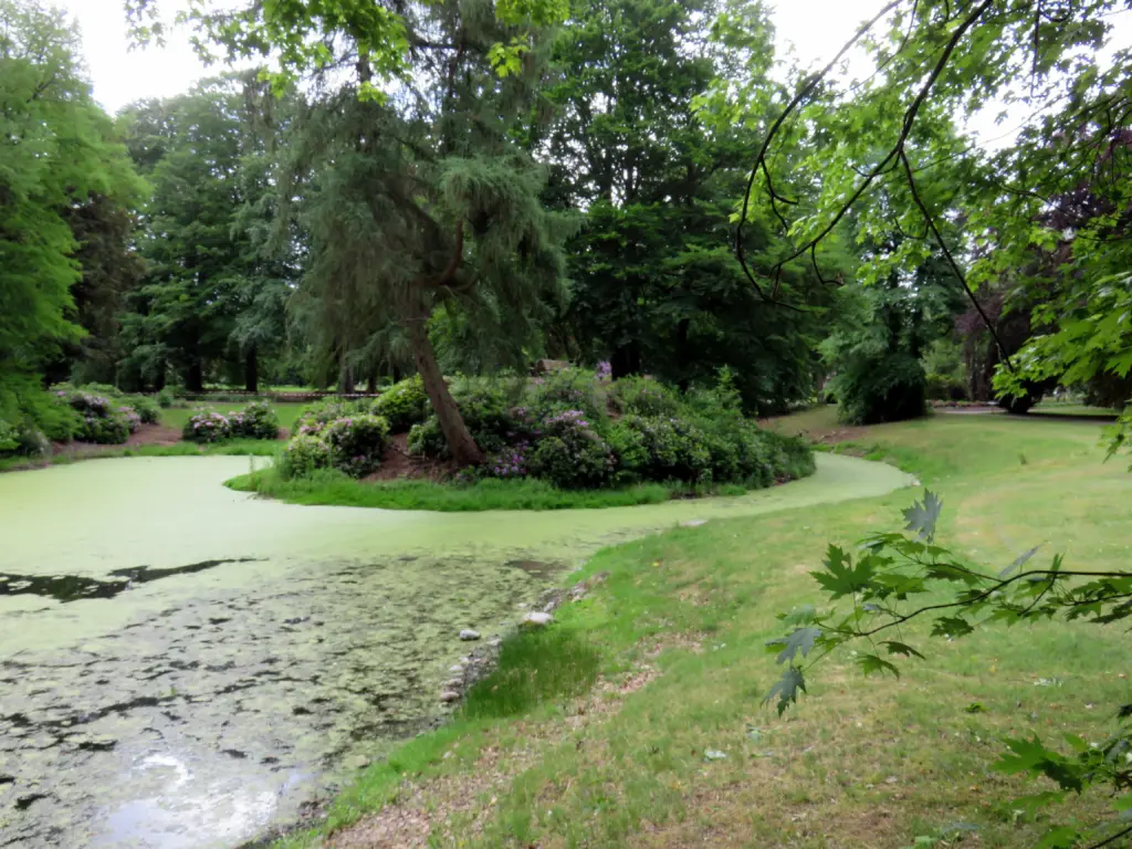 Der Südteich des Ohlsdorfer Friedhofs mit seiner bewachsenen Insel, aufgenommen 2021; im Vordergrund Seerosen, rechts eine offene Uferböschung